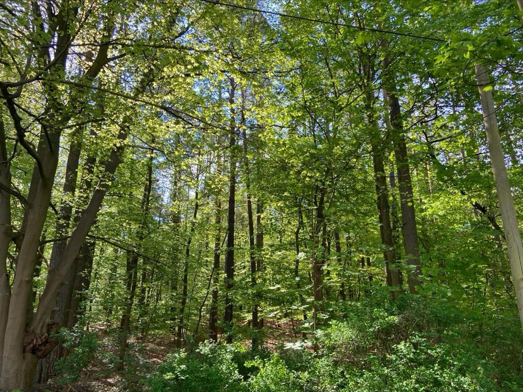 Waldwerk Wurlgrund Lychen Aparthotel Екстериор снимка